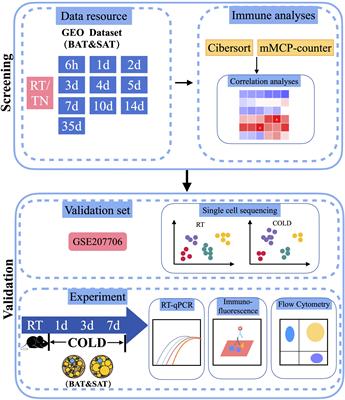 Dynamic changes of immunocyte subpopulations in thermogenic activation of adipose tissues